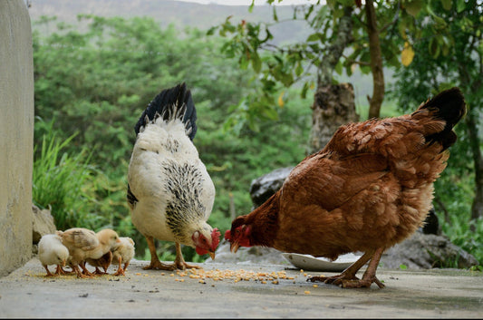 Buying Chicks for Your Backyard Flock: Comparing Large Box Stores vs Local Farms and Breeders