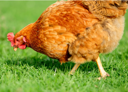 Choosing the Right Chicken Breeds for Your Farm: A Comprehensive Guide