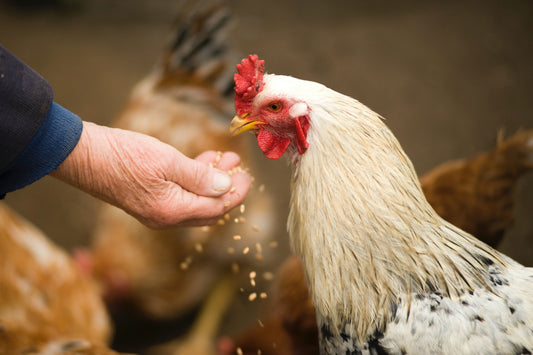 What to Feed Your Laying Hens