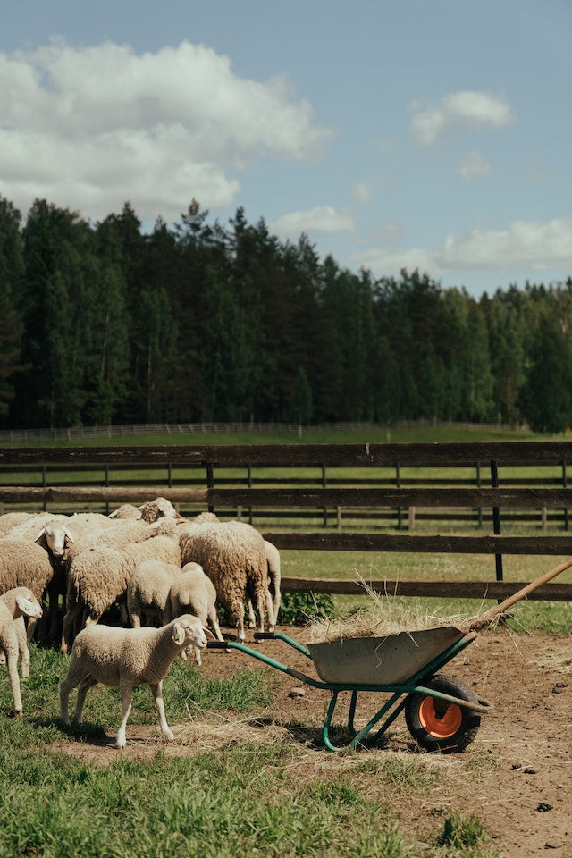 How to start Homesteading