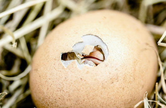 How to Hatch Chicks from Hatching Eggs: A Guide for Poultry Enthusiasts