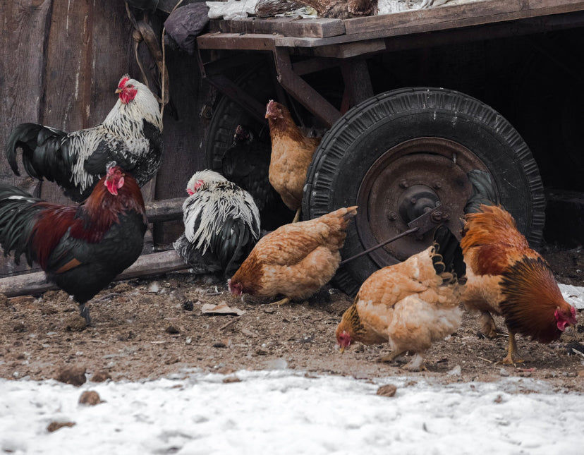 Tips for keeping your chickens warm this winter
