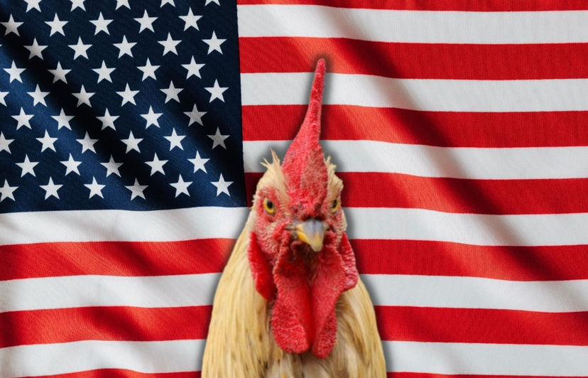 Free Range Chickens: Pros and Cons to Consider Before Letting Your Flock Roam