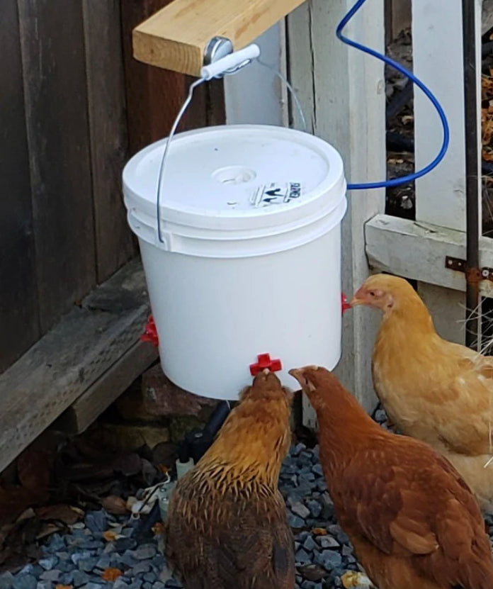 Fresh Water Daily to Increase the likelihood of fresh eggs daily