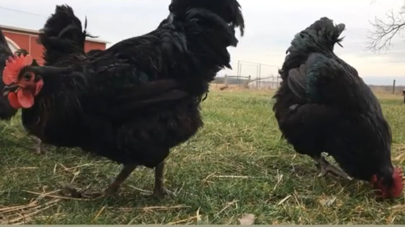Which Chicken Breed Matches Your Personality?