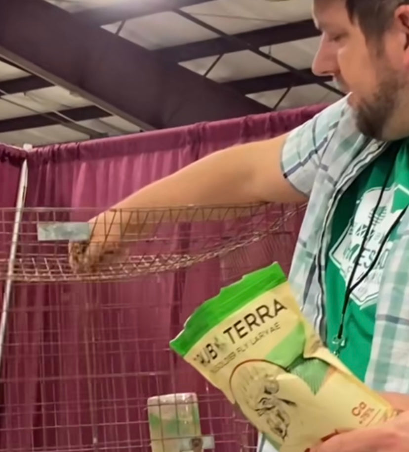 Why you should be feeding your chickens black soldier flies from Grubterra.