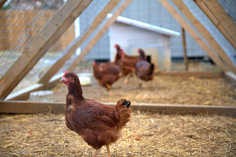 4 Beginner Tips on Raising Backyard Chickens
