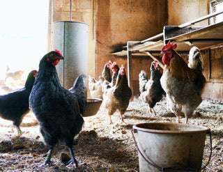 A Beginner’s Guide for Raising Chicken.