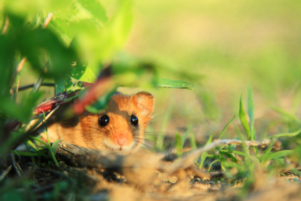 Mouse-Proof Your Homestead with These Tips
