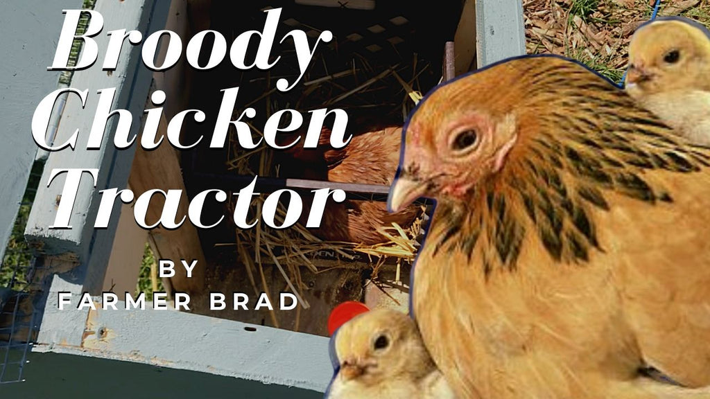 Broody Chicken Tractor