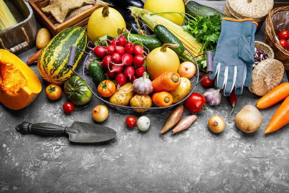 3 Biggest Challenges New Gardeners Will Face