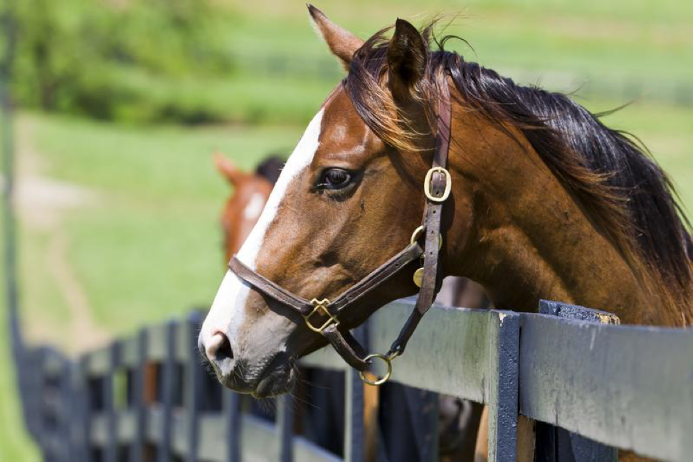 5 Things to Look for When Deciding Where to Board a Horse
