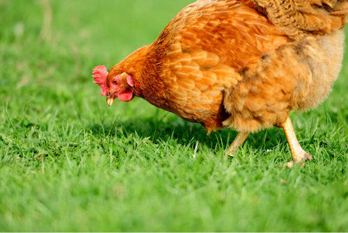 How to Take Care of Backyard Chickens