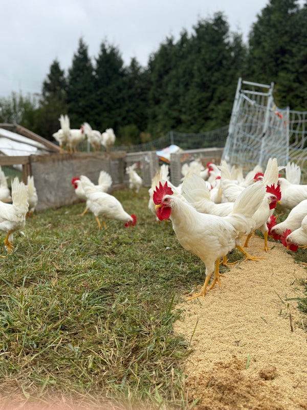 Raising “Unwanted” Roosters Into Something Delicious