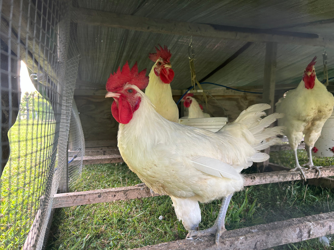 Introducing American Bresse: The “Veal of Chicken” Now at Centerville Farmers Market