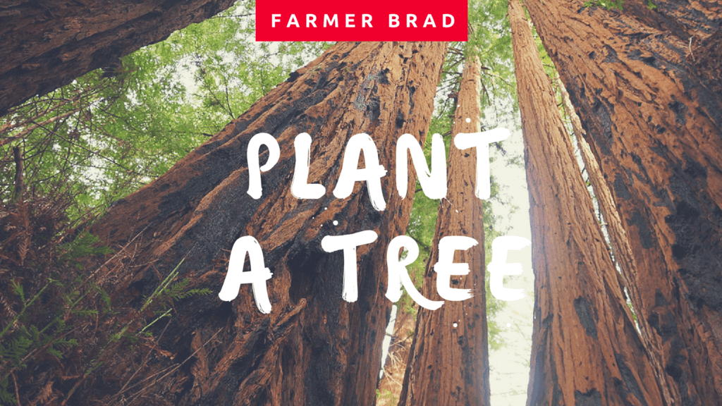 Plant a Tree