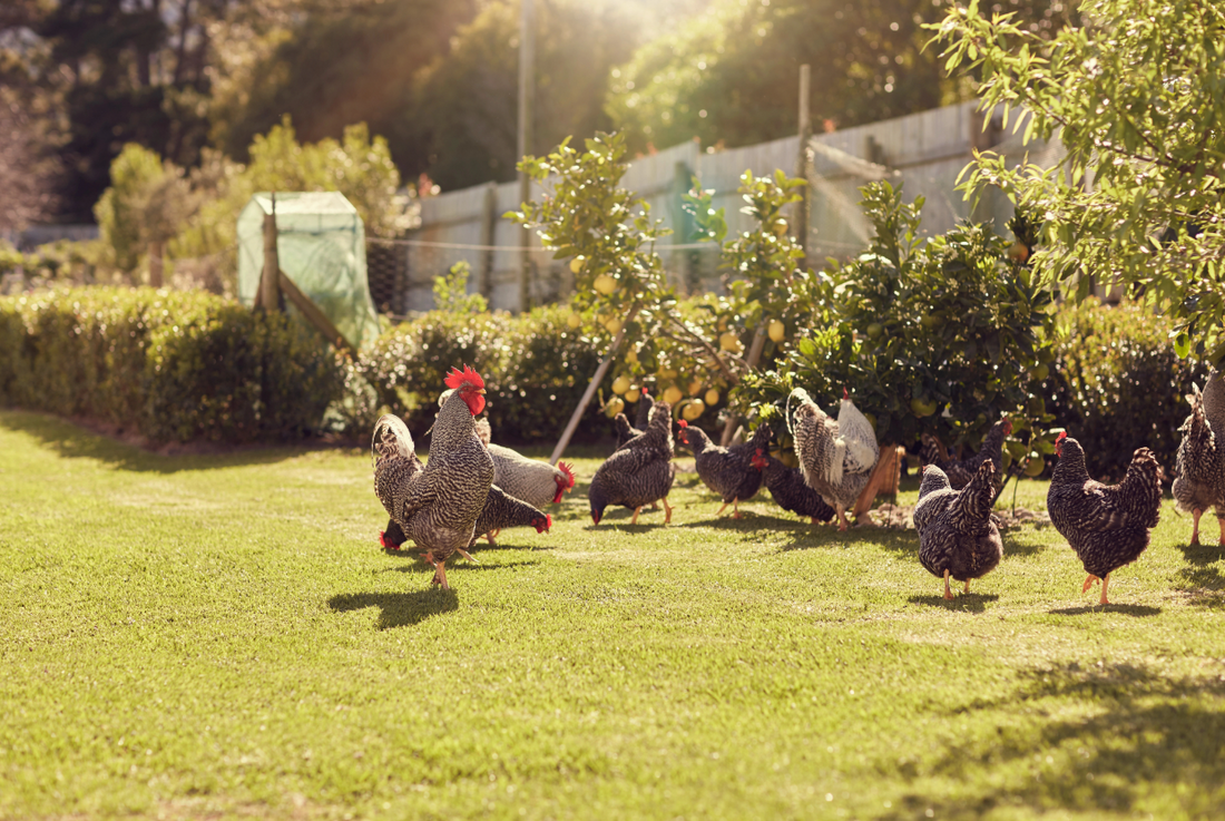 I Got Chickens, Now What?