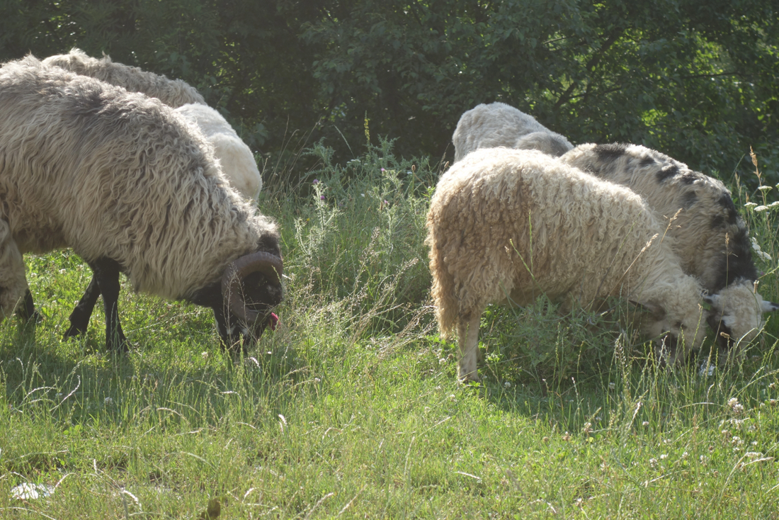 How Sheep Grazing Is Helping Control Invasive Plants Naturally