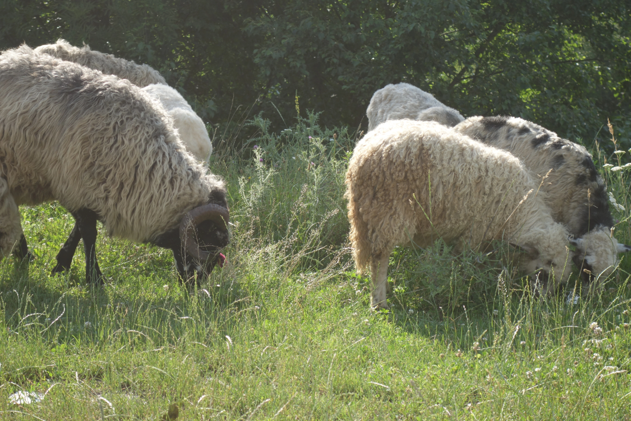 How Sheep Grazing Is Helping Control Invasive Plants Naturally