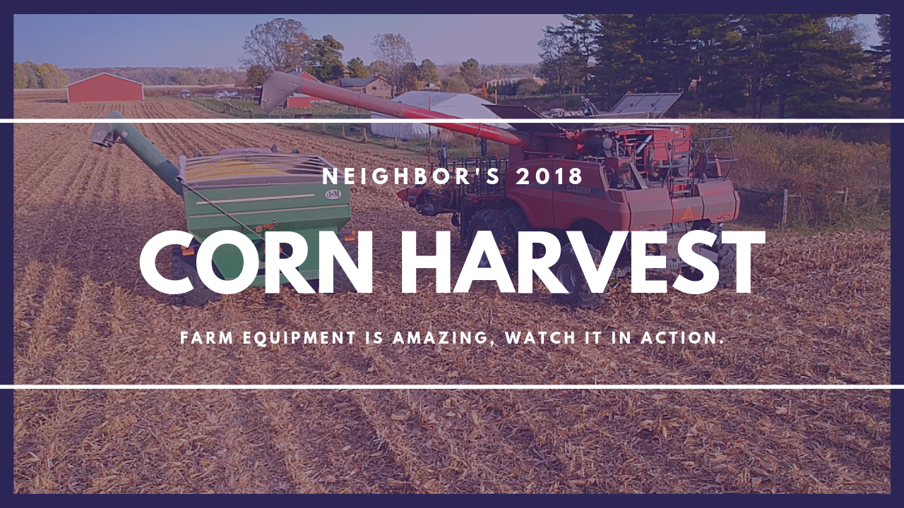 Neighbor Harvests Corn