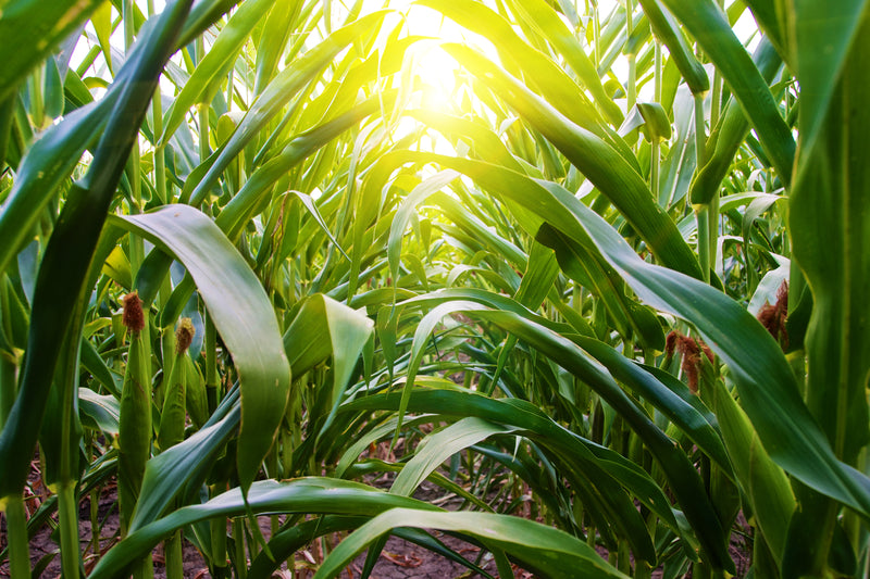 4 Invisible Dangers Threatening Your Plants