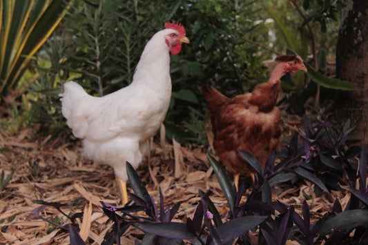Top 10 Benefits How Chickens Can Help Your Garden Thrive