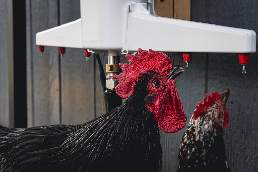 The Chicken Fountain™ Gen 2