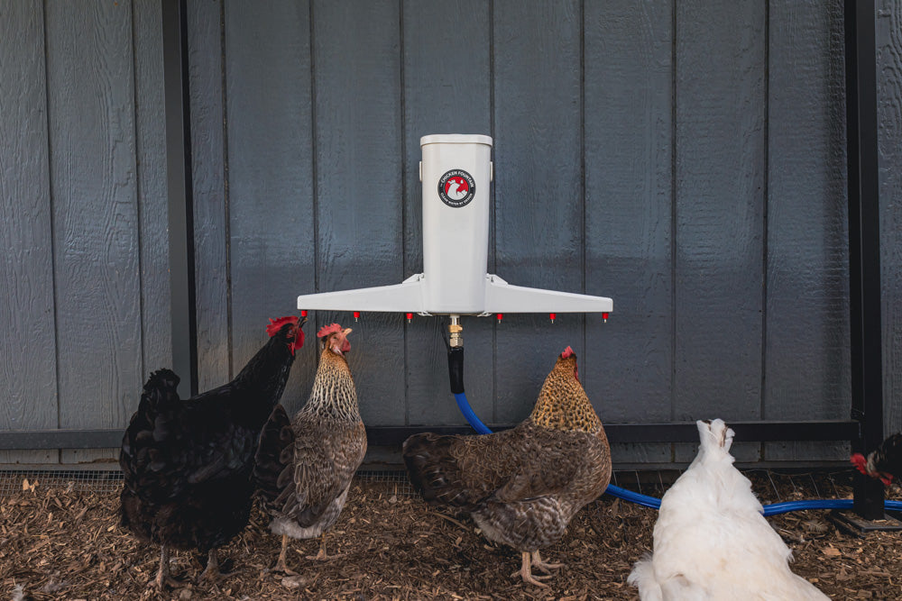 The Chicken Fountain™ Gen 2