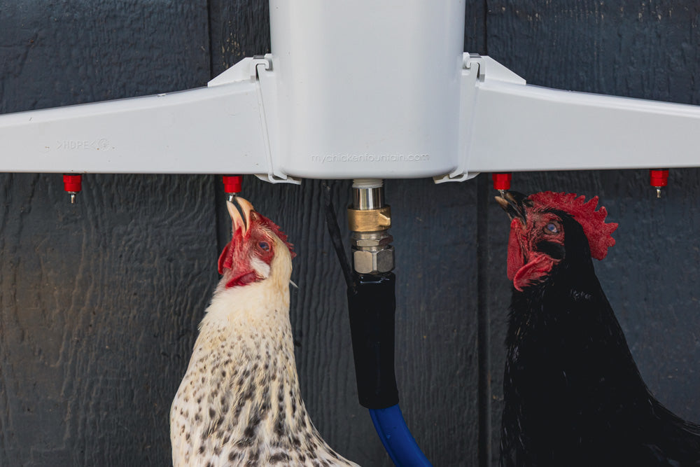 The Chicken Fountain™ Gen 2