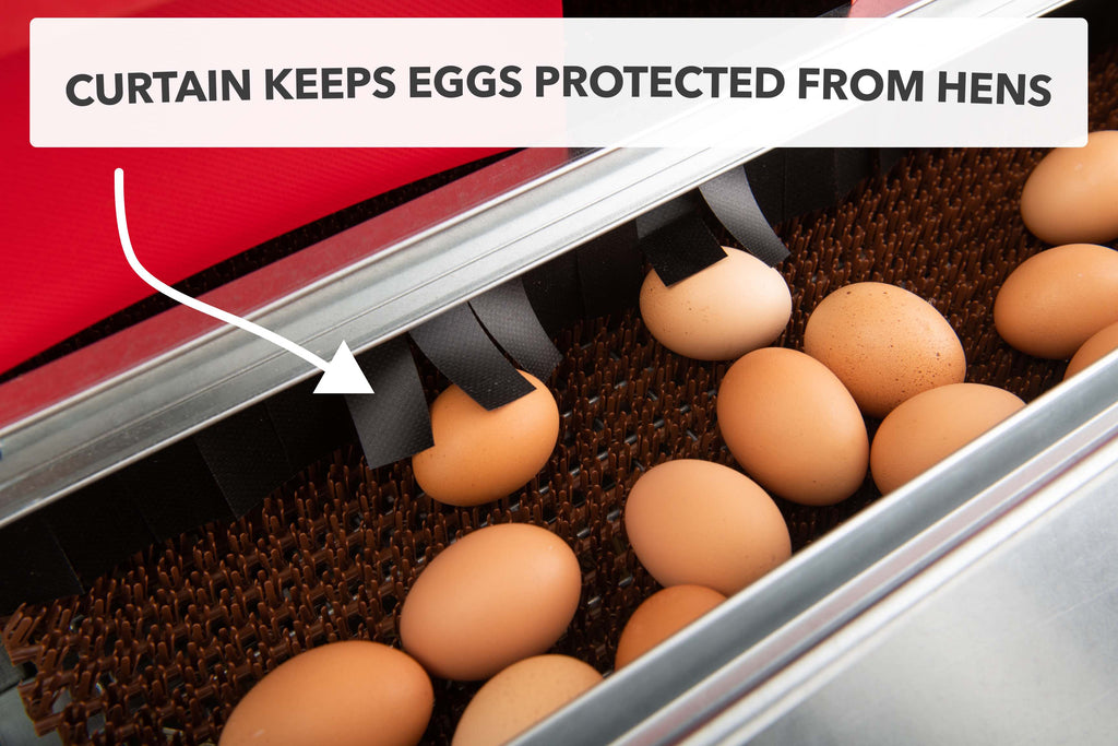 Caja nido desplegable reversible mediana (34") (hasta 32 gallinas) - Grado premium - Envío gratuito