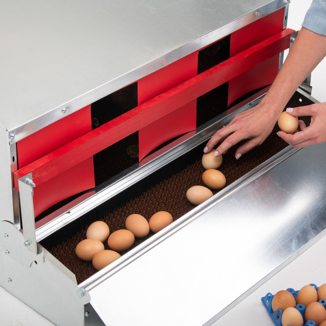Caja nido desplegable reversible mediana (34") (hasta 32 gallinas) - Grado premium - Envío gratuito