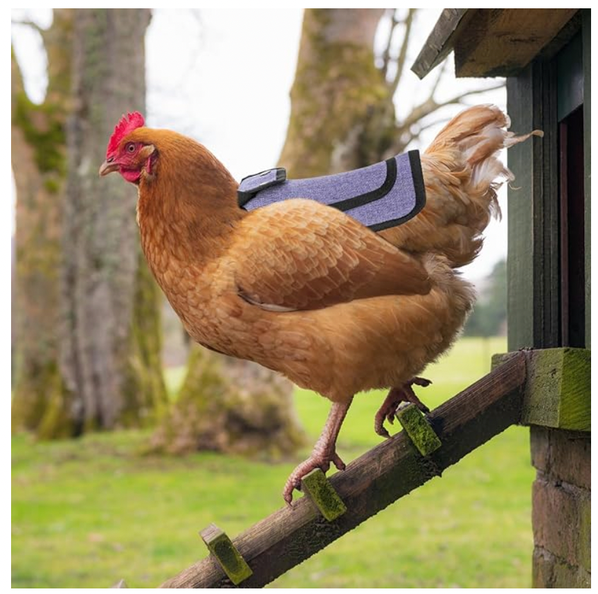 Chicken Saddles with Adjustable Strap (3-PACK)