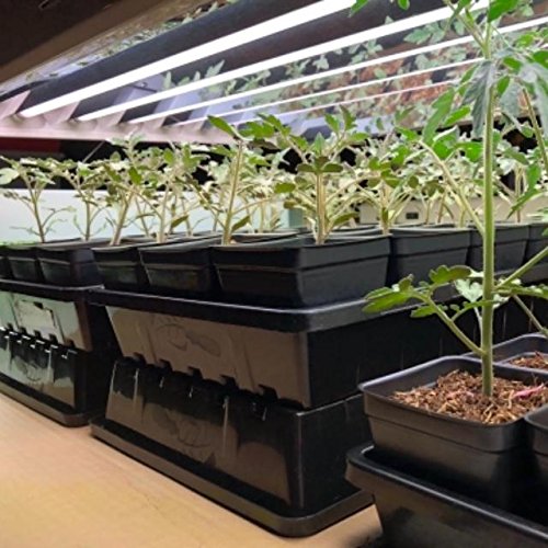 1020 Trays - Extra Strength No Holes, 5 pack, for Propagation Seed Starter, Plant Germination, Strong Seedling Flat, Fodder, Microgreens - Farmer Brad LLC