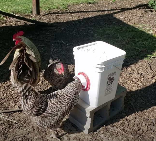 Comedero para aves de corral de 4 galones