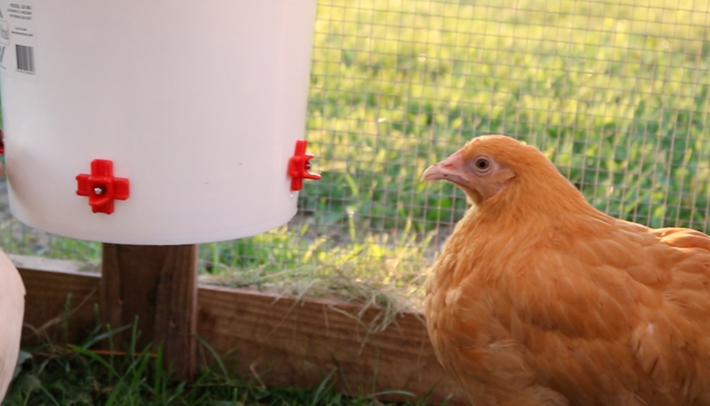 Automatic Chicken Waterer (2 Gallon) - Farmer Brad LLC