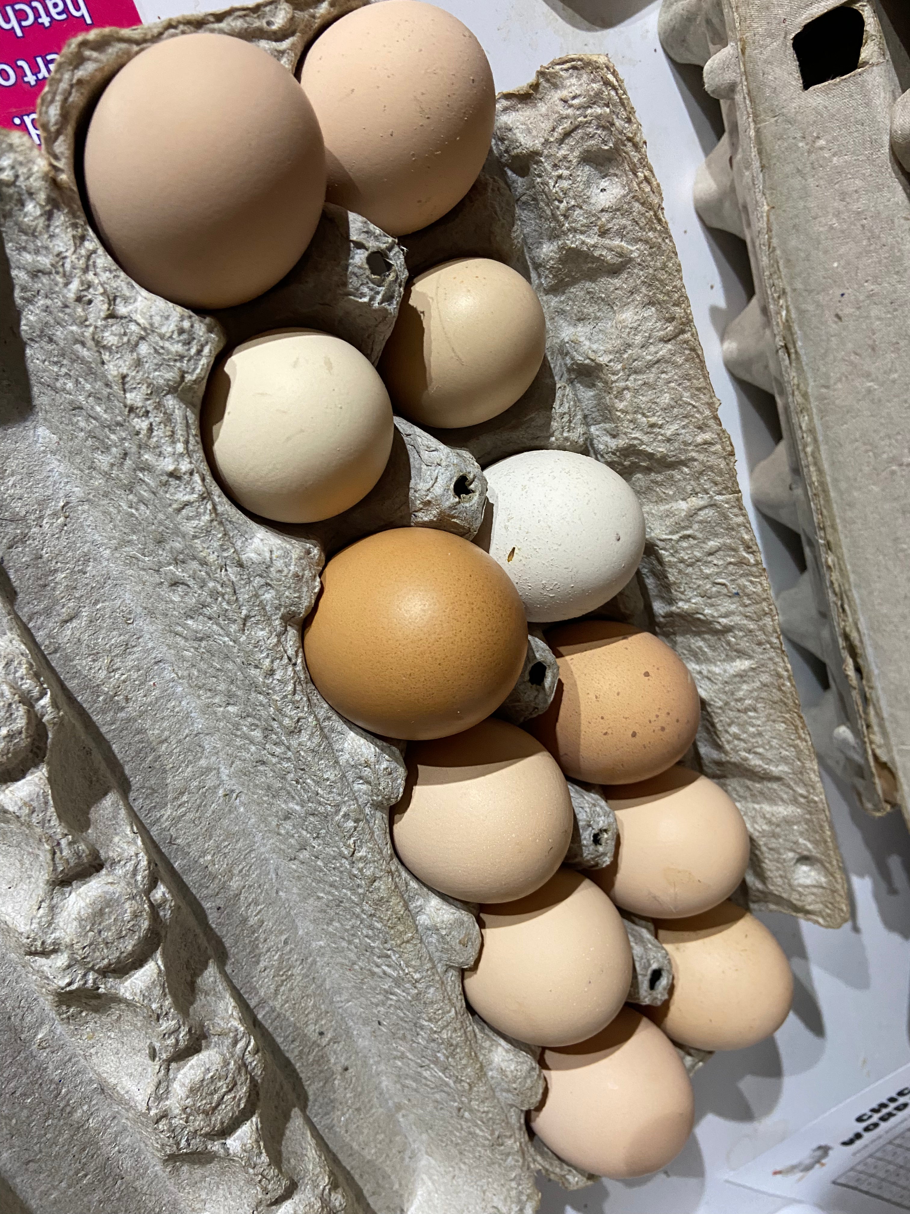 Hatching eggs