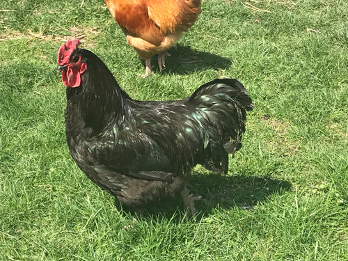 1 Dozen Australorp Heritage Dual Purpose Hatching Eggs Pre Order - Farmer Brad LLC