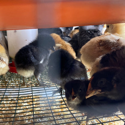 Baby Chicks (Local Pickup Only)