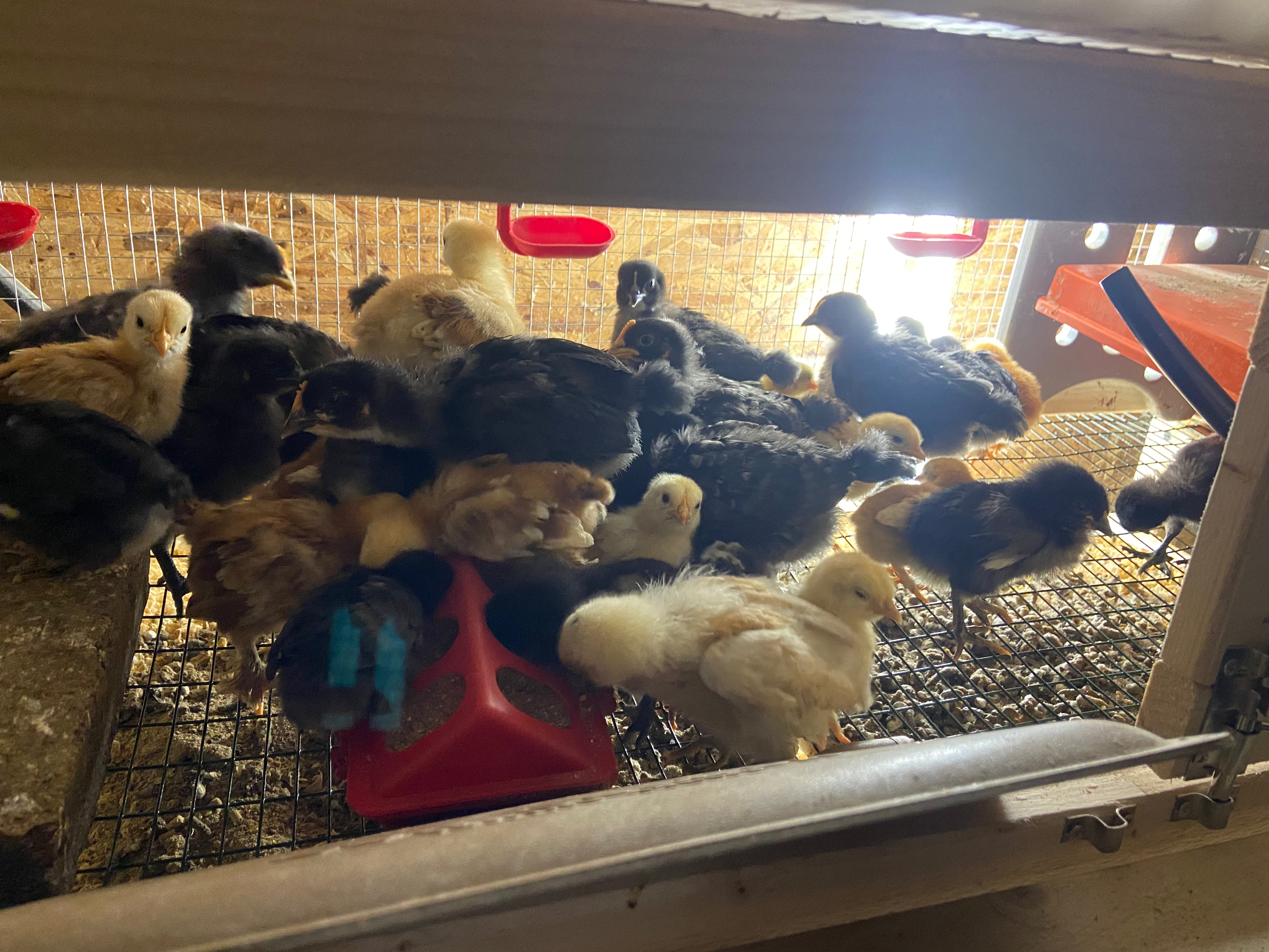 Hatching eggs