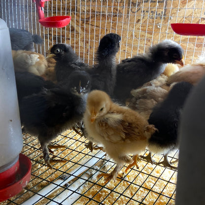 Baby Chicks (Local Pickup Only)