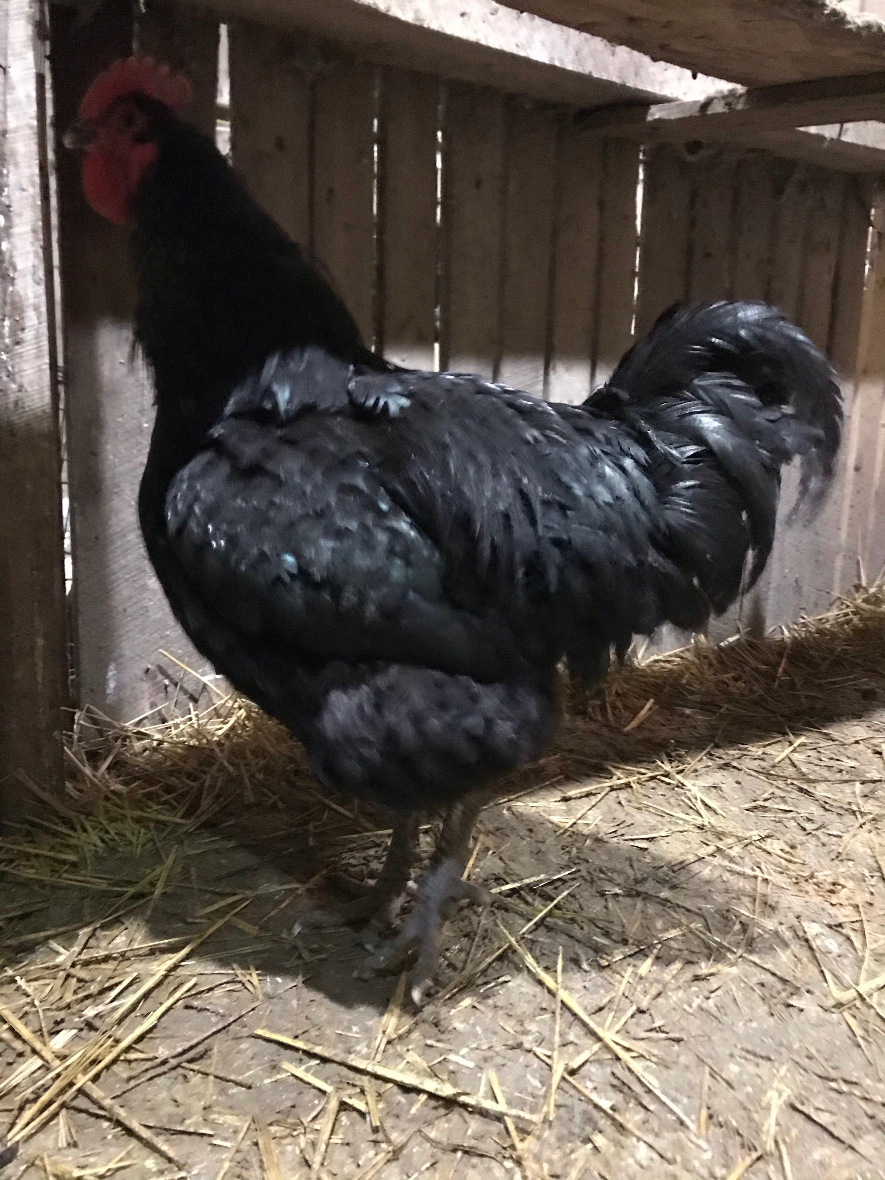 1 Dozen Australorp Heritage Dual Purpose Hatching Eggs Pre Order - Farmer Brad LLC