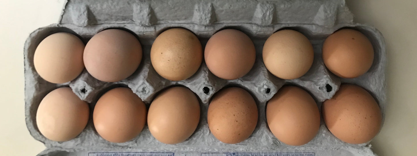 1 Dozen Australorp Heritage Dual Purpose Hatching Eggs Pre Order - Farmer Brad LLC