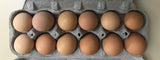 1 Dozen Australorp Heritage Dual Purpose Hatching Eggs Pre Order - Farmer Brad LLC